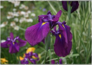 꽃창포(붓꽃과)