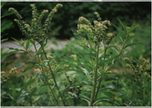 낙지다리(범의귀과)