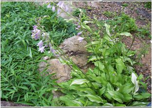 노랑줄무늬비비추(백합과)