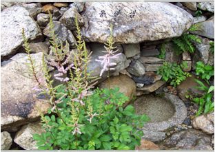 노루오줌(범의귀과)