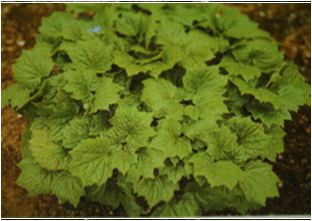 단풍취(국화과)