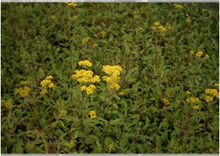 돌마타리(마타리과)