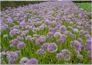 두메부추(백합과)