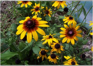 루드베키아(국화과)