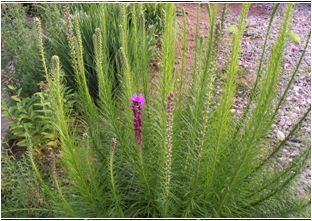 리아트리스(국화과)