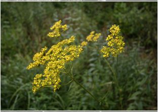 마타리(마편초과)