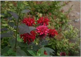 모나르다(꿀풀과)