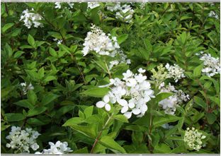 목수국(범의귀과)