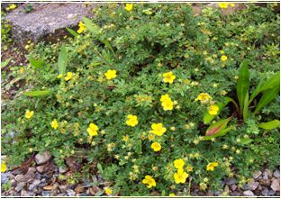 물싸리(장미과)