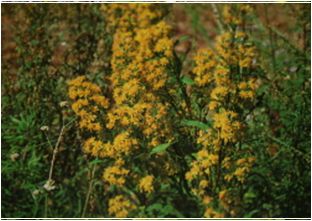 미역취(국화과)