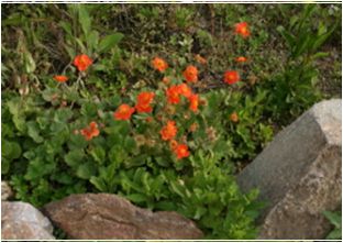 뱀무 쿠키(장미과)