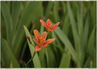 범부채(붓꽃과)