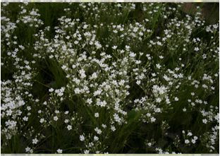 벼룩이울타리(석죽과)