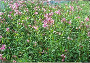 분홍가우라(바늘꽃과)