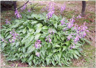 비비추(백합과)