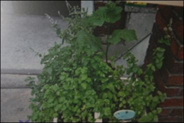 파인애플민트(허브)