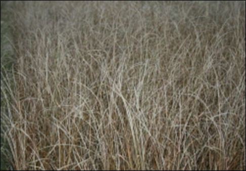 상록갈사초(사초과)