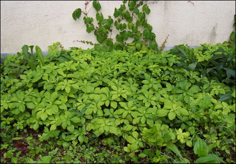 수호초(회양목과)