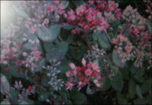 파란잎꿩의비름(꿩의비름과)