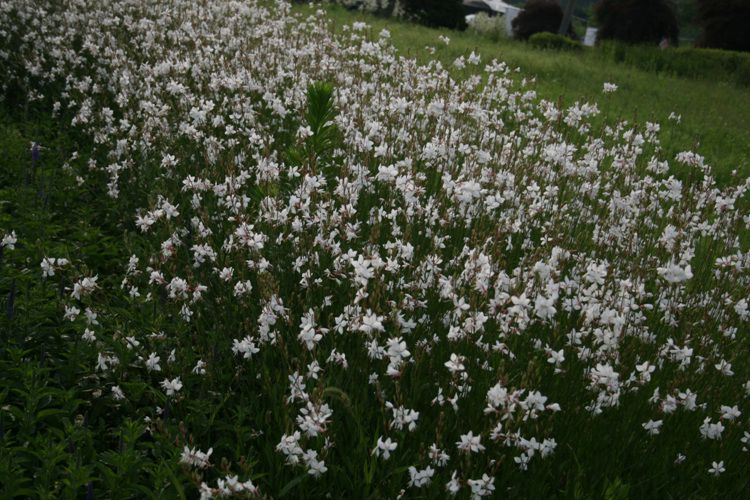 가우라(바늘꽃과)