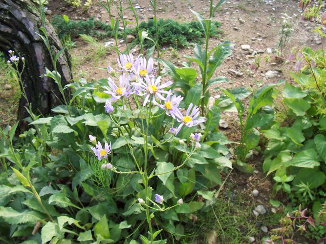 개미취(국화과)