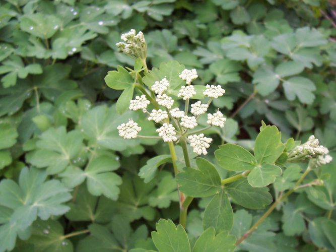 갯기름나물(산형과)