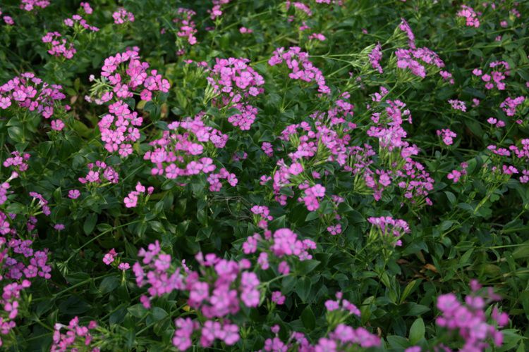 갯패랭이(석죽과)