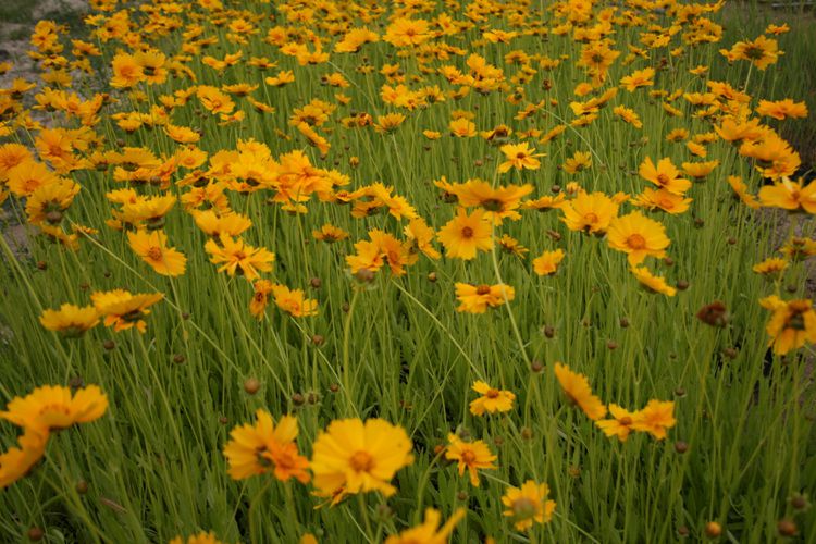 금계국(국화과)