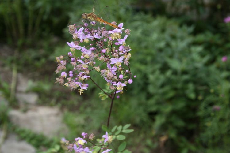 금꿩의다리(미나리아재비과)