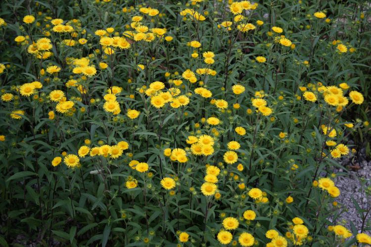 금불초(국화과)