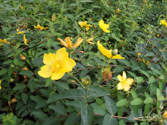 금사매(물레나물과)