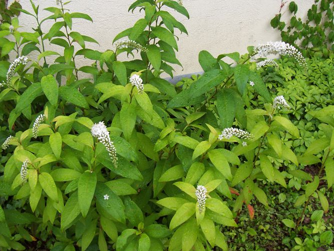 까치수염(앵초과)