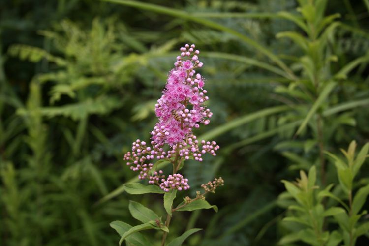 꼬리조팦(장미과)