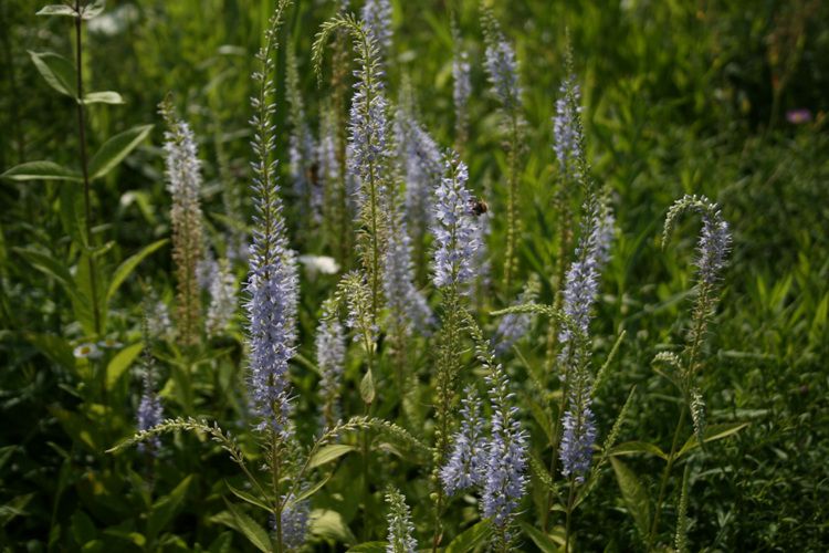 꼬리풀(현삼과)