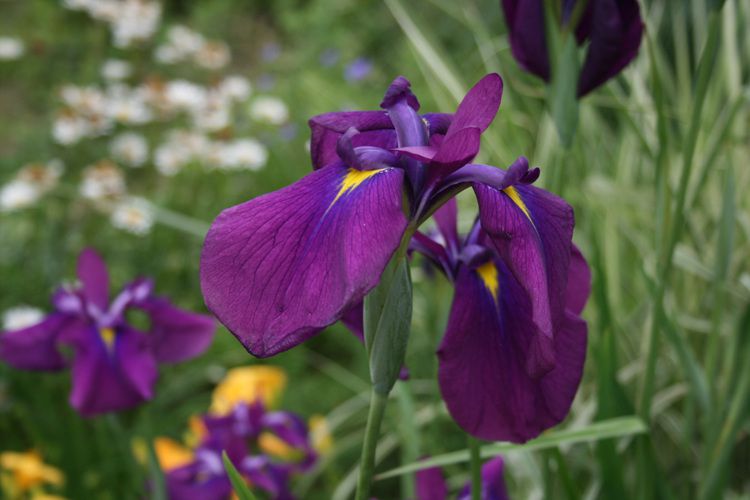 꽃창포(붓꽃과)