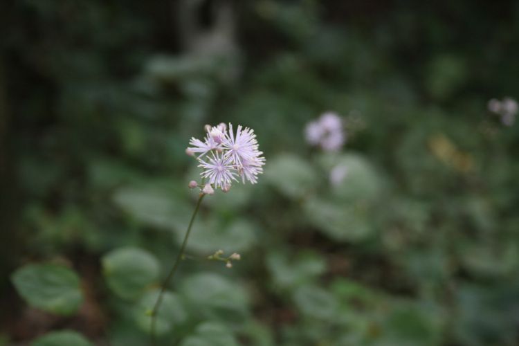 꿩의다리(미나리아재비과)