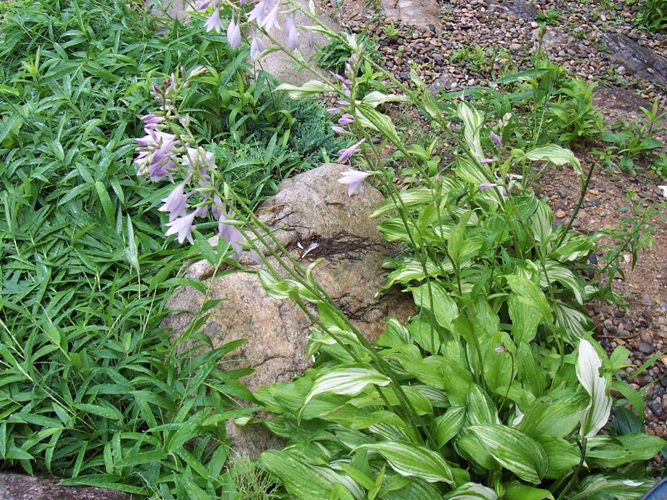 노란줄무늬비비추(백합과)