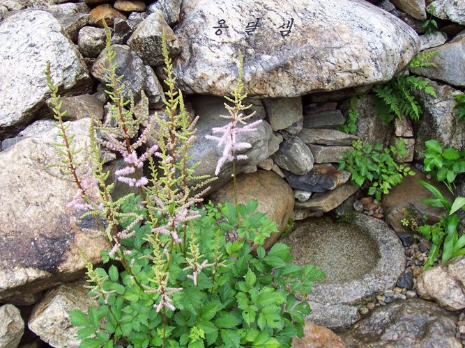 노루오줌(범의귀과)