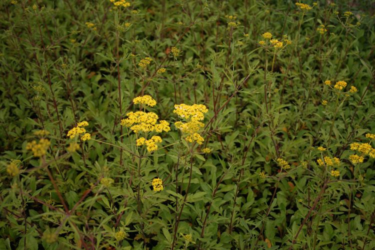 돌마타리(마타리과)