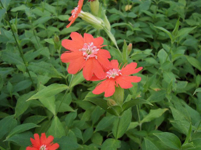 동자꽃(석죽과)