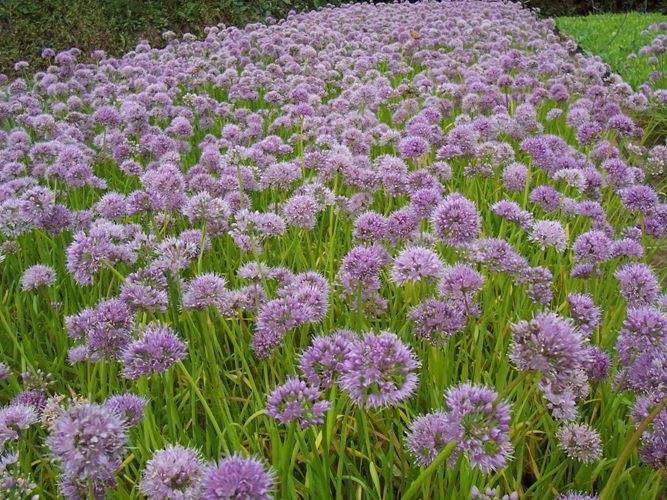 두메부추(백합과)