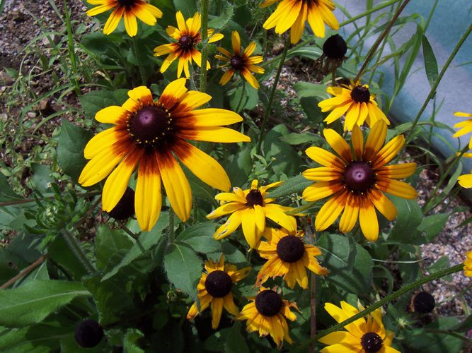 루드베키아(국화과)