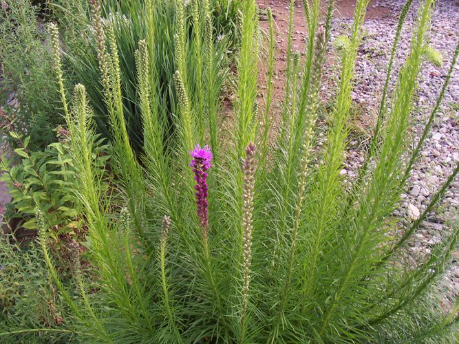 리아트리스(국화과)