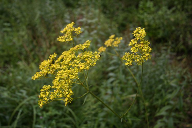 마타리(마편초과)