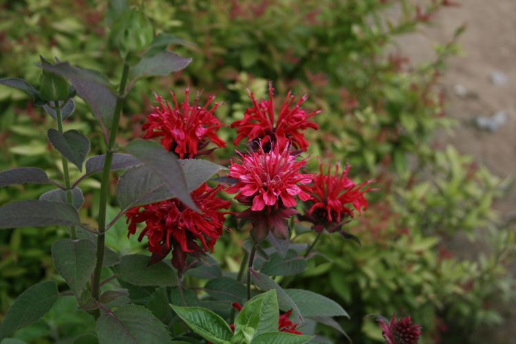 모나르다(꿀풀과)