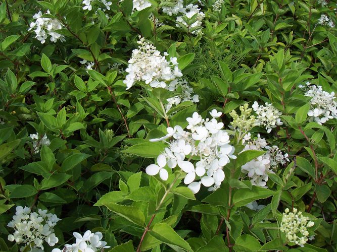 목수국(범의귀과)