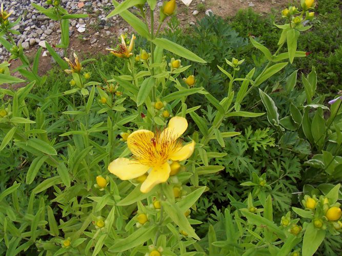 물레나물(물레나물과)