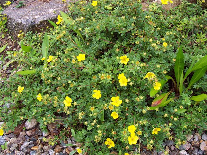 물싸리(장미과)