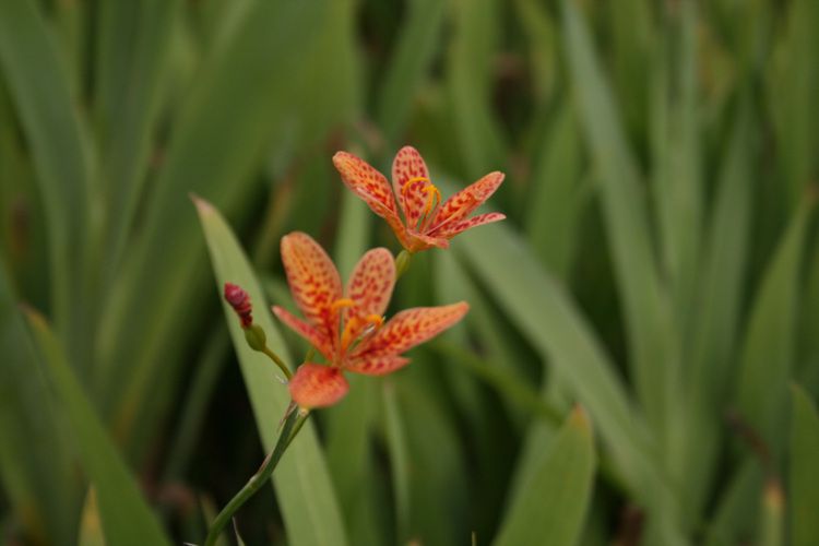 범부채(붓꽃과)