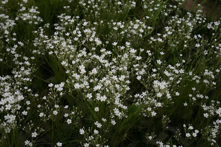 벼룩이울타리(석죽과)